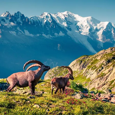 De Lognan- Les Jorasses 26 - Happy *