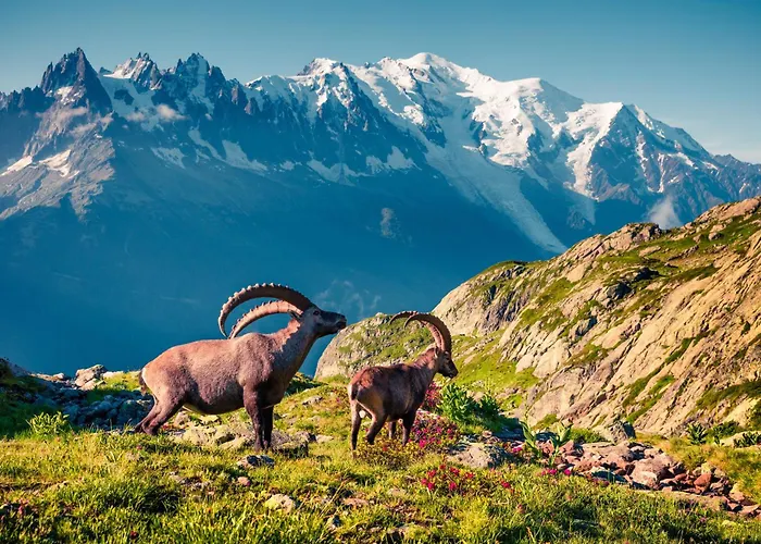 De Lognan- Les Jorasses 26 - Happy *